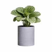 АРКТИК ГРЕЙ