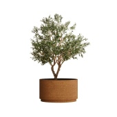 EROSIA OCHRE